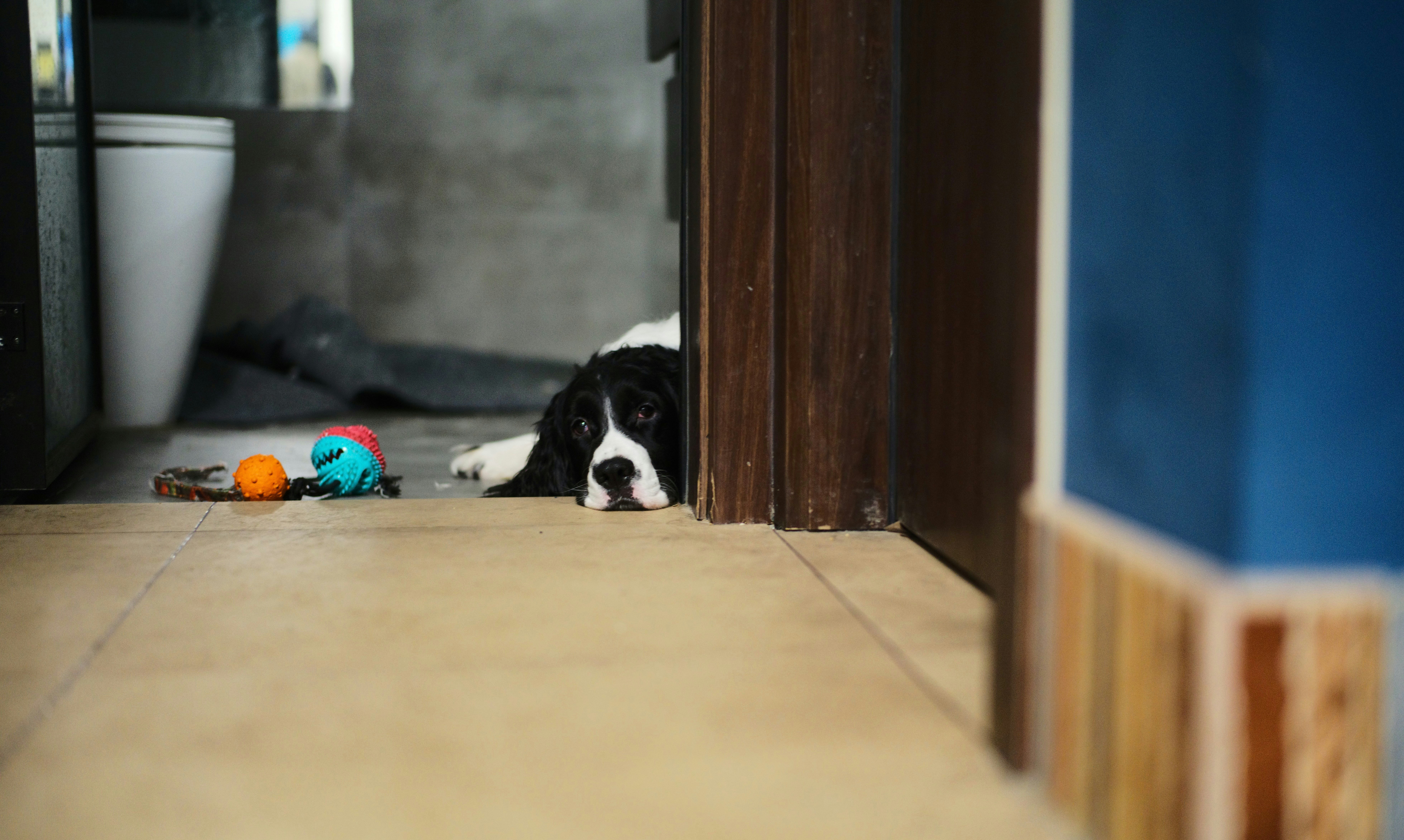 black and white short coated dog on brown wooden floor