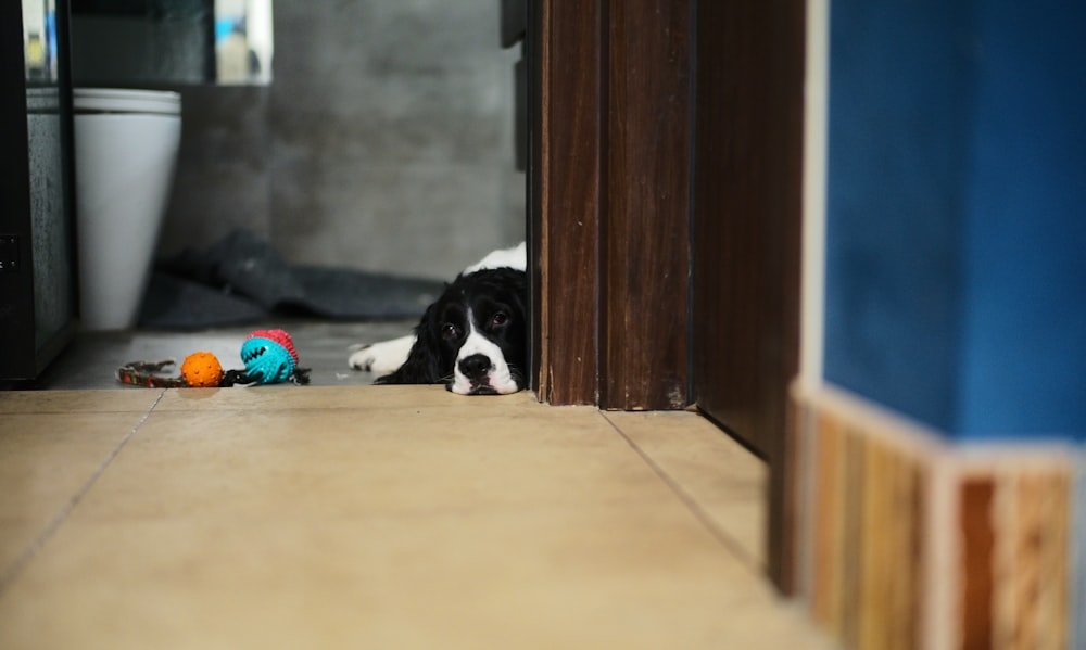 black and white short coated dog on brown wooden floor