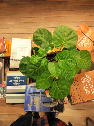 Flat lay of digital pet care guides and e-books on a wooden surface with green olive leaves nearby.
