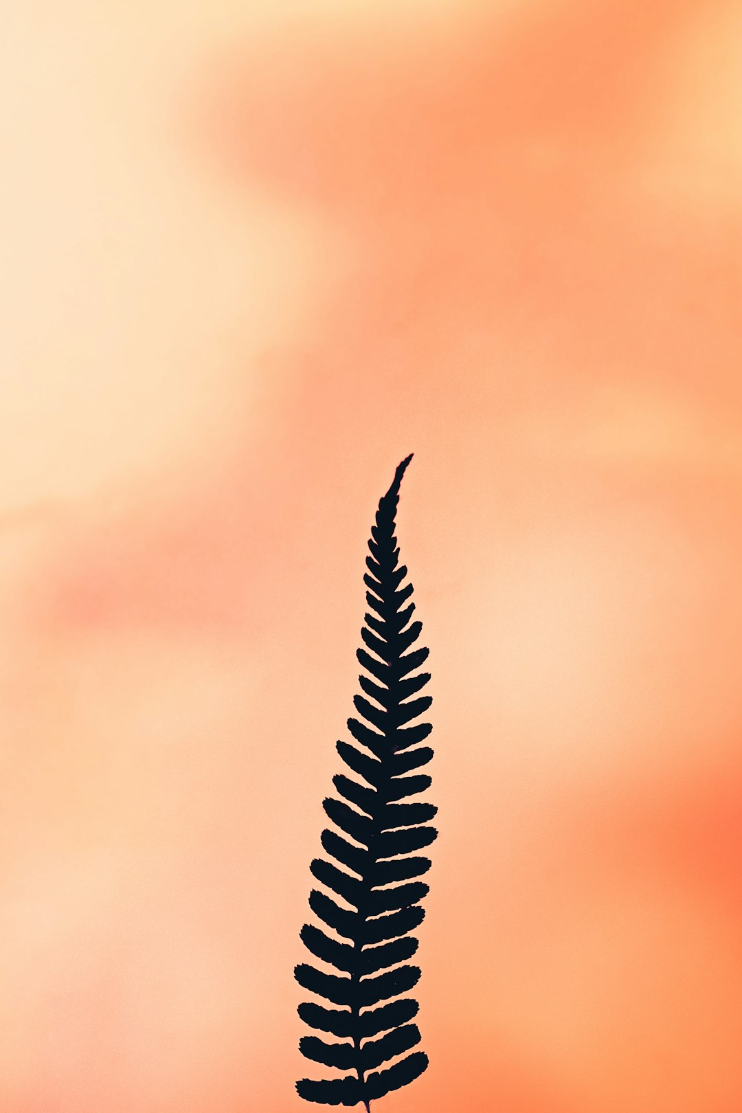 black and white feather in close up photography