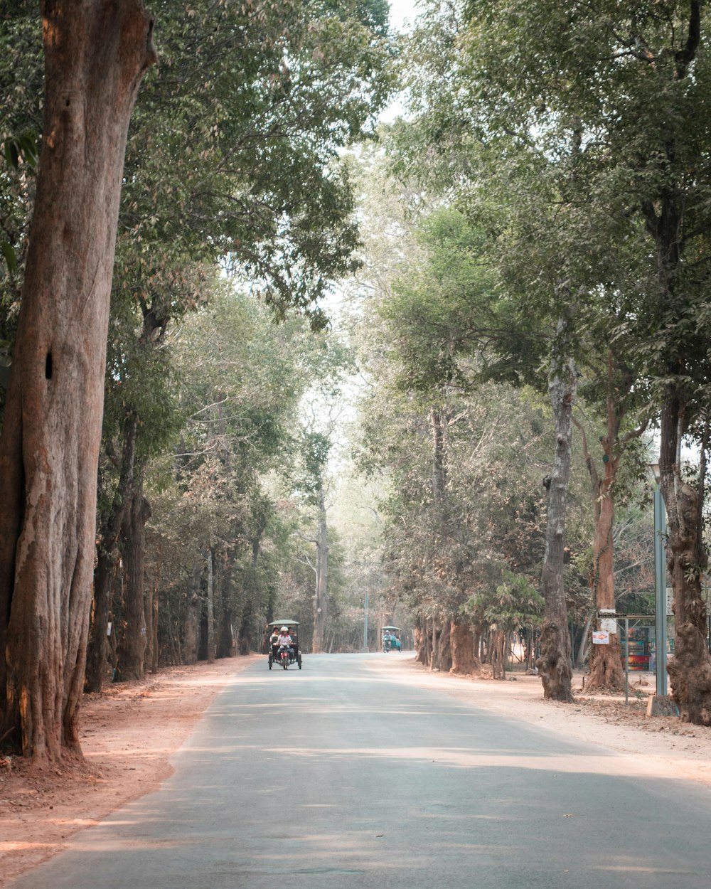 people walking on road between trees during daytime