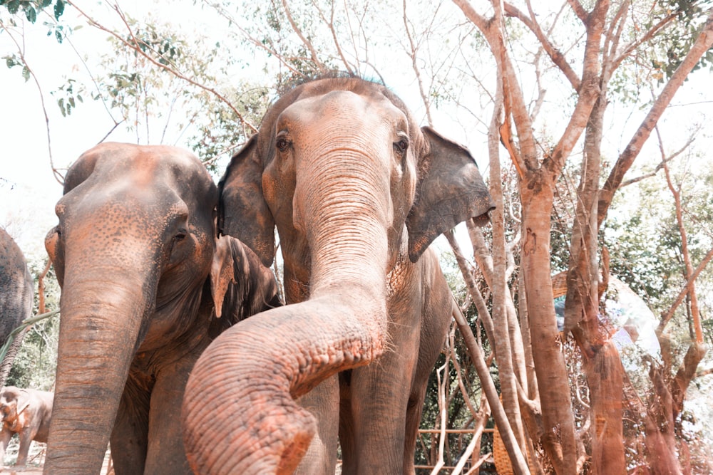 brown elephant standing on brown tree trunk during daytime