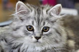 A fluffy kitten wearing a cozy, soft pastel hoodie, looking curiously at the camera.