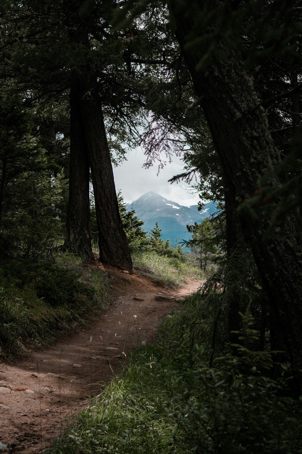 green trees on brown dirt road during daytime