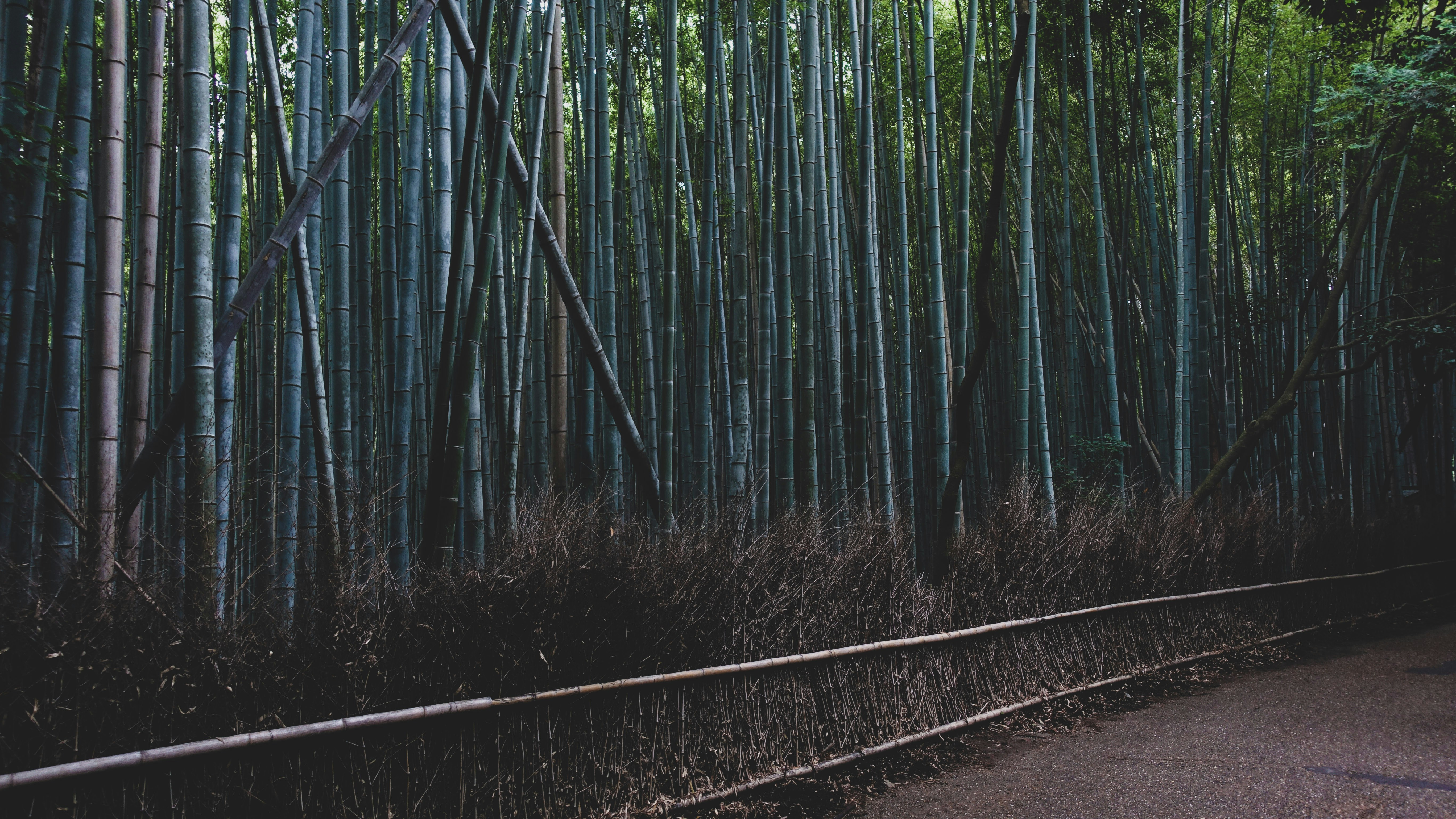 How can tracking tools simplify following multiple seasonal anime series?