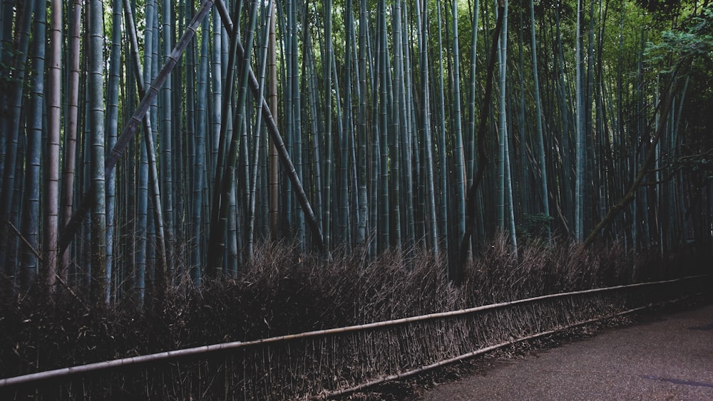 black metal train rail in between green bamboo trees during daytime