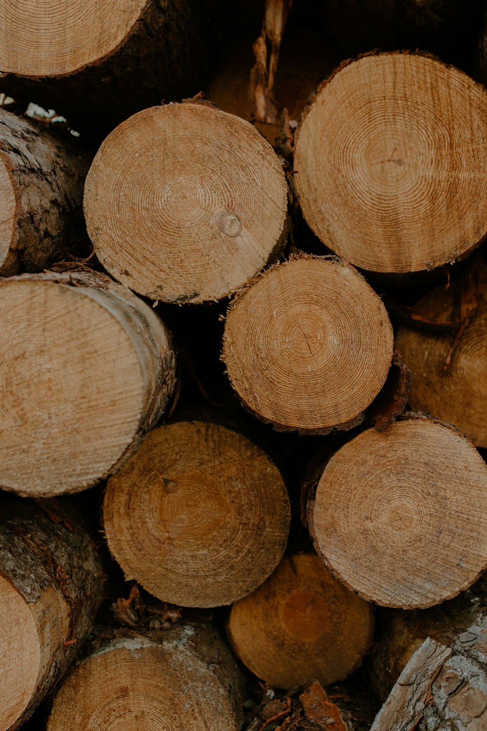 brown tree logs in close up photography