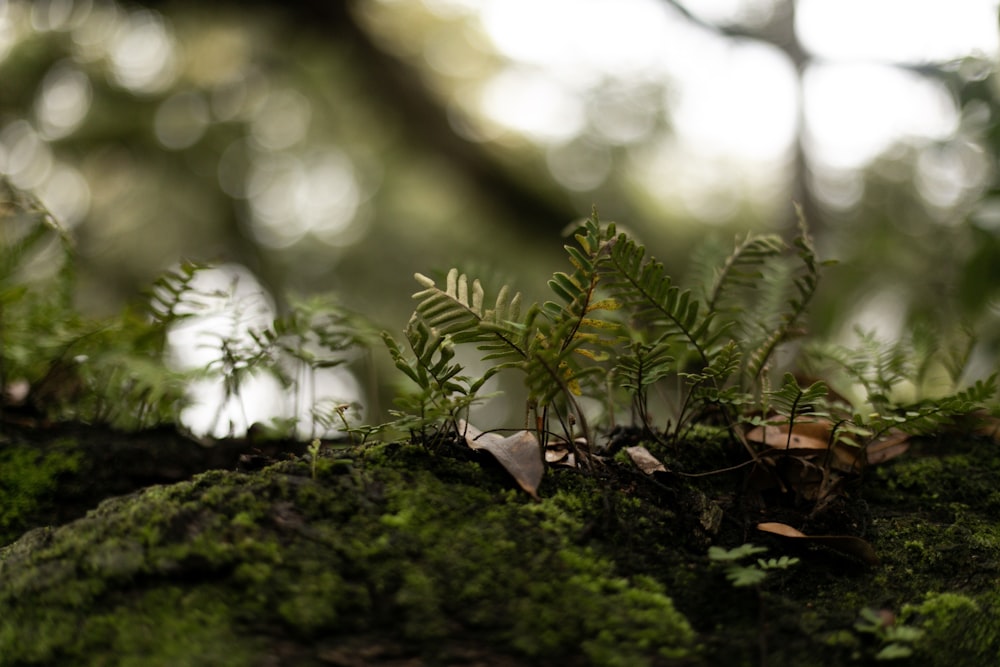 planta de samambaia verde na lente tilt shift