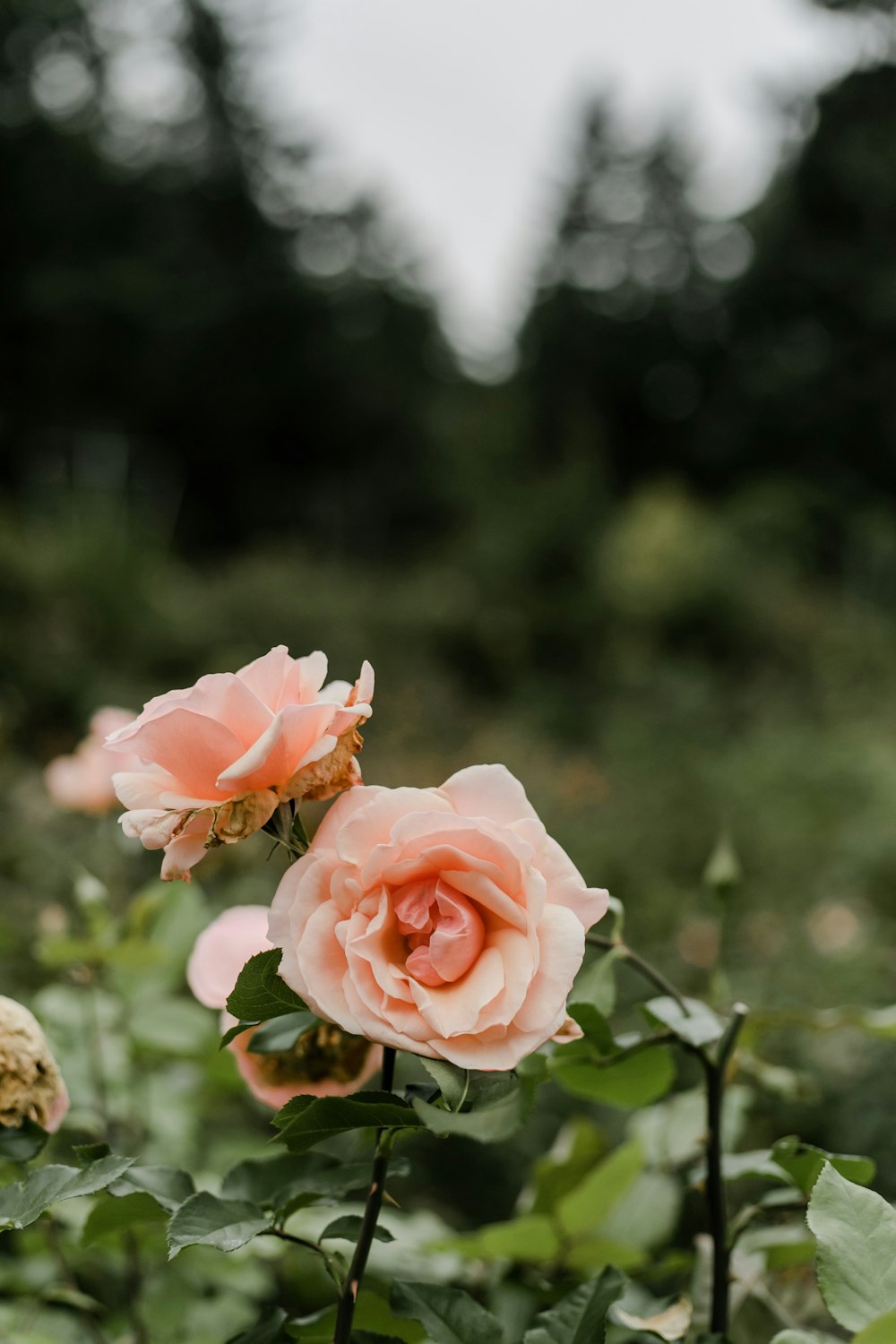 pink rose in bloom during daytime