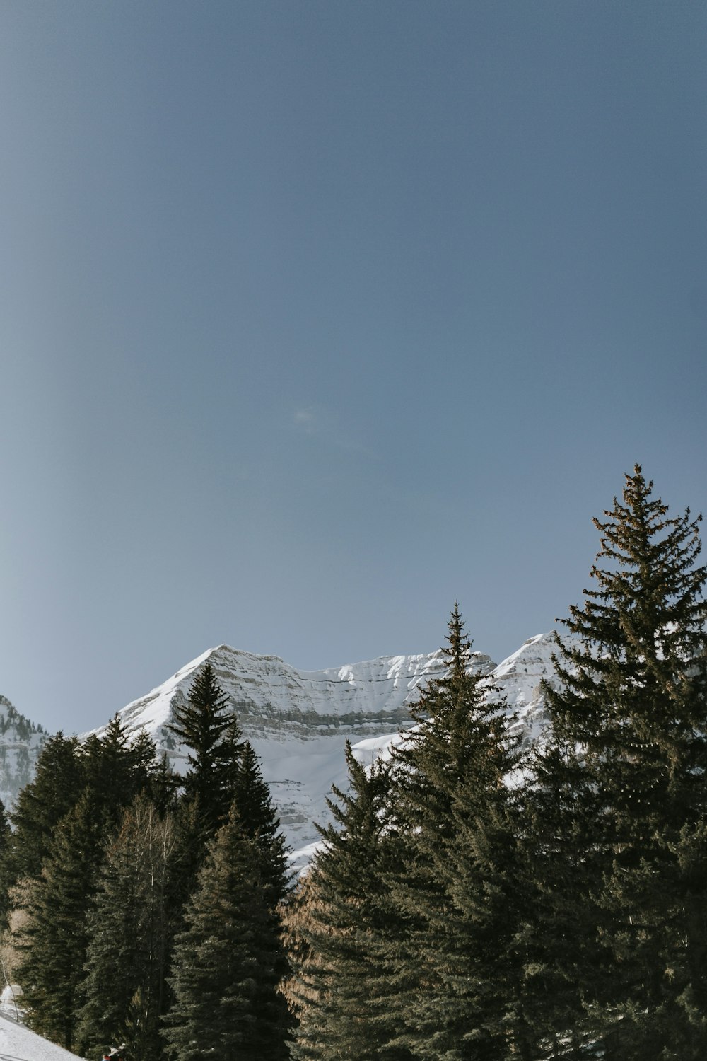 green pine trees near snow covered mountain during daytime