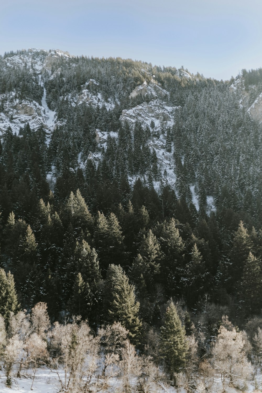 green pine trees on snow covered mountain