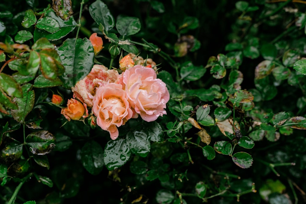 pink rose in bloom during daytime