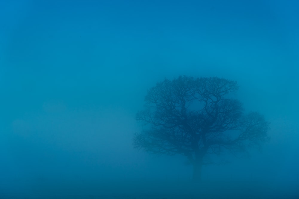 black bare tree under blue sky