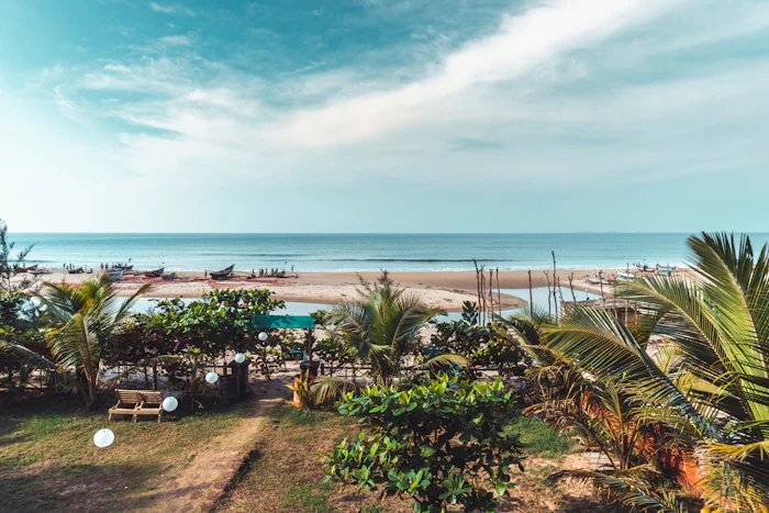 Coconut palms along the water in Konkan