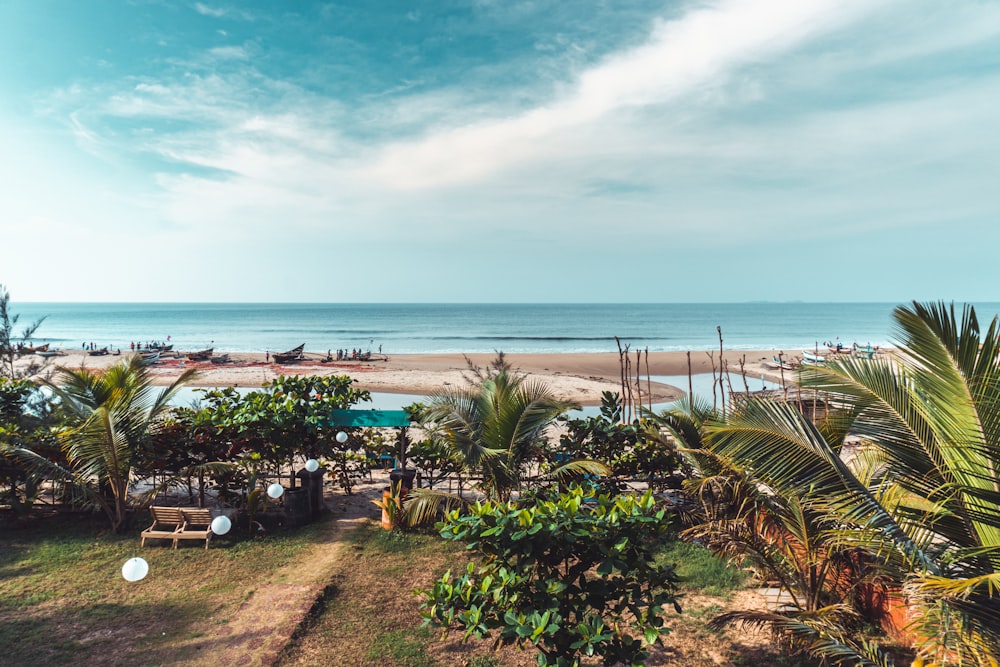 green palm trees near body of water during daytime