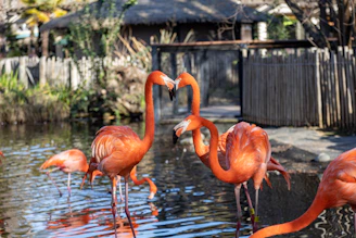pink flamingos on water during daytime