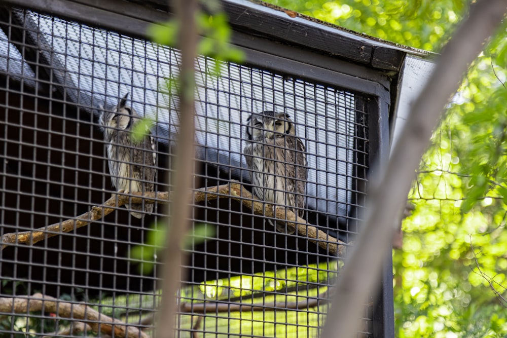 gray and white bird in cage