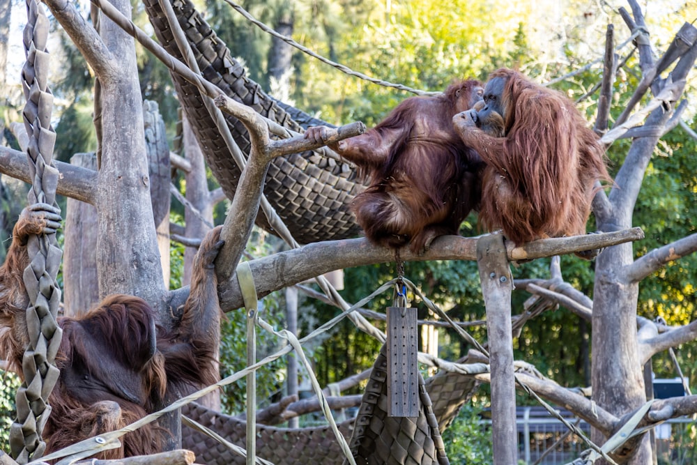 brown monkey on brown rope