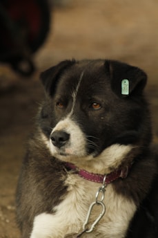 A medium-sized dog with black and white fur is wearing a purple collar and a metal tag on its ear. The background is slightly blurred, indicating an outdoor setting.