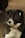 A medium-sized dog with black and white fur is wearing a purple collar and a metal tag on its ear. The background is slightly blurred, indicating an outdoor setting.