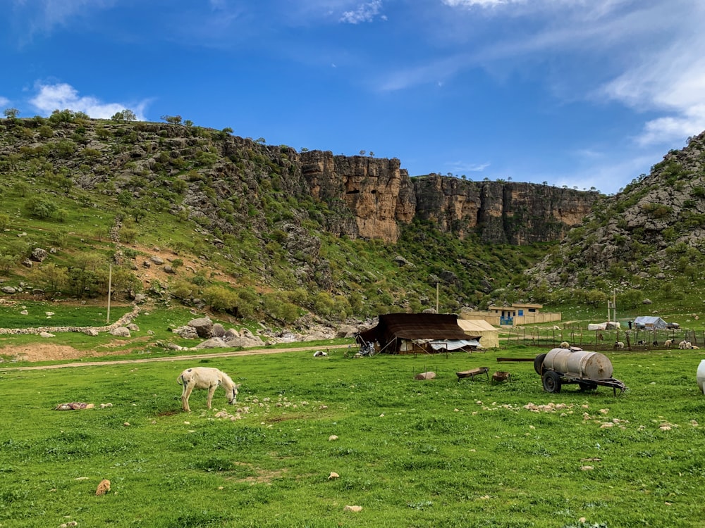 herd of sheep on green grass field near rocky mountain under blue sky during daytime