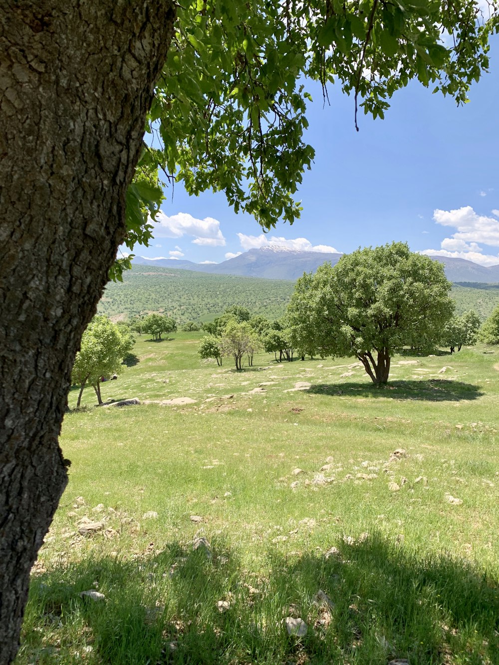 green grass field with green trees and mountain in distance