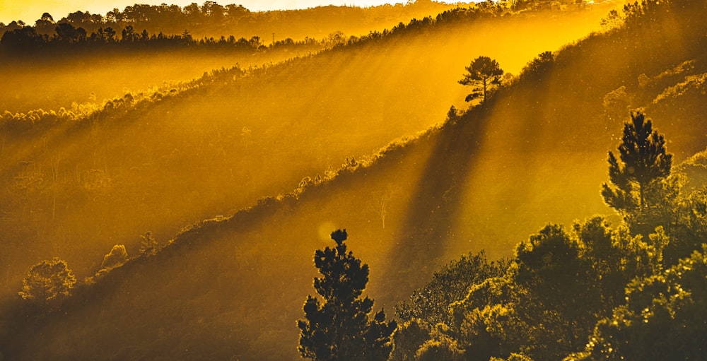 yellow and green trees painting