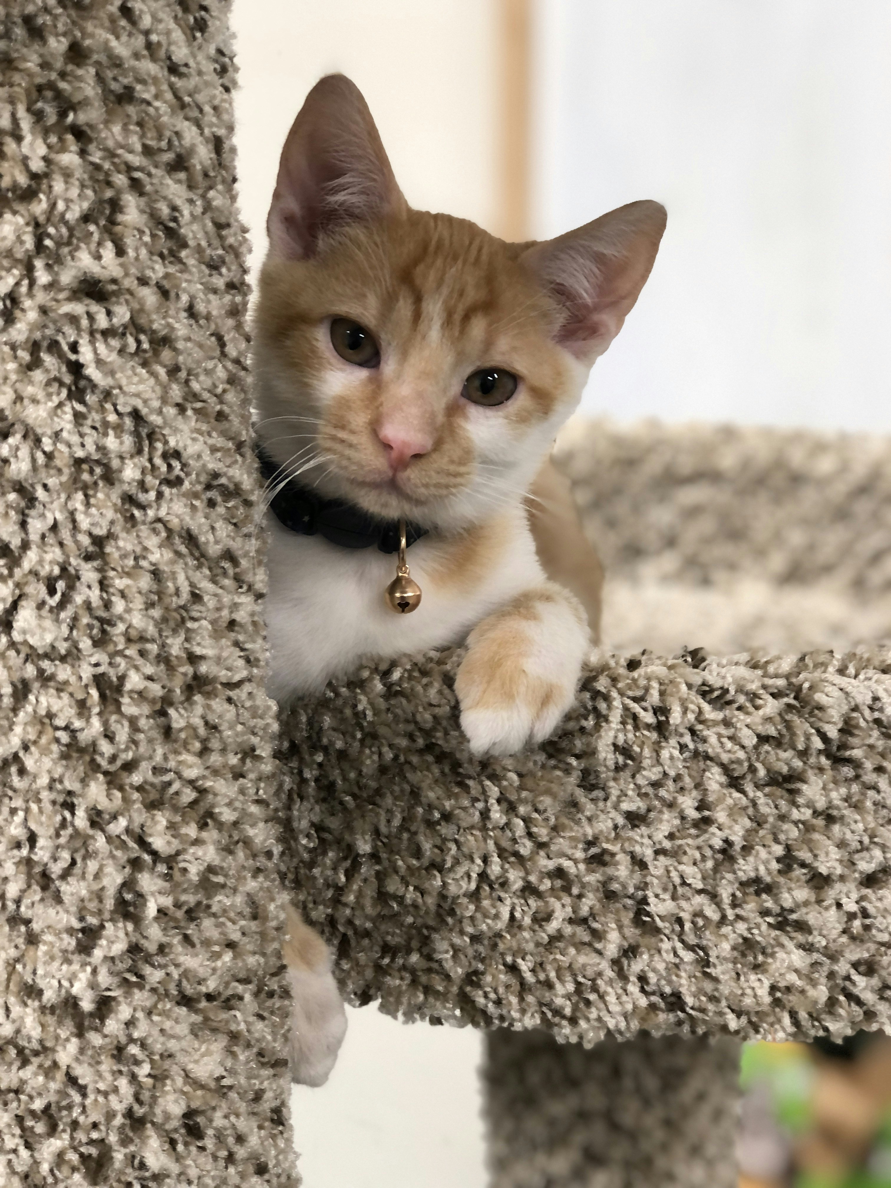 orange tabby cat on gray textile