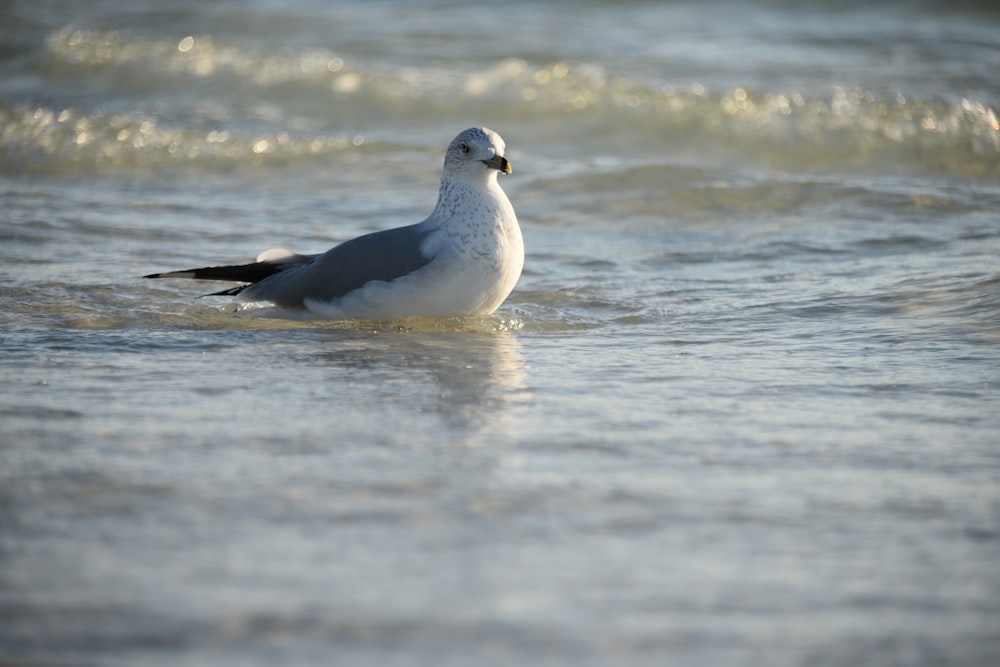 white and black bird on water