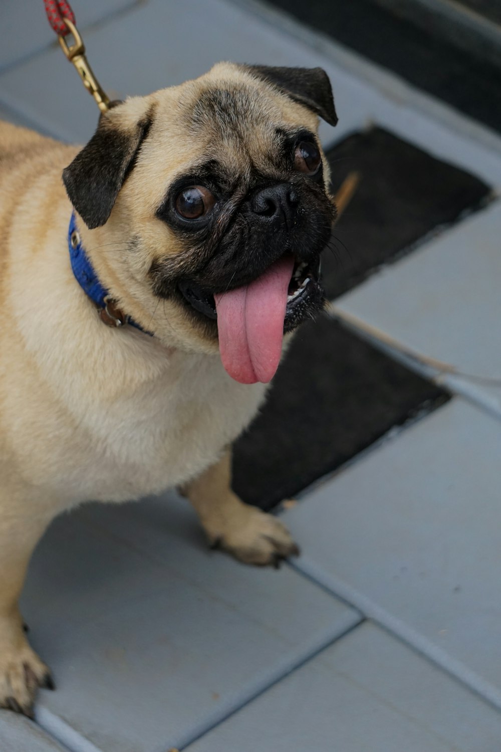 fawn pug with pink collar