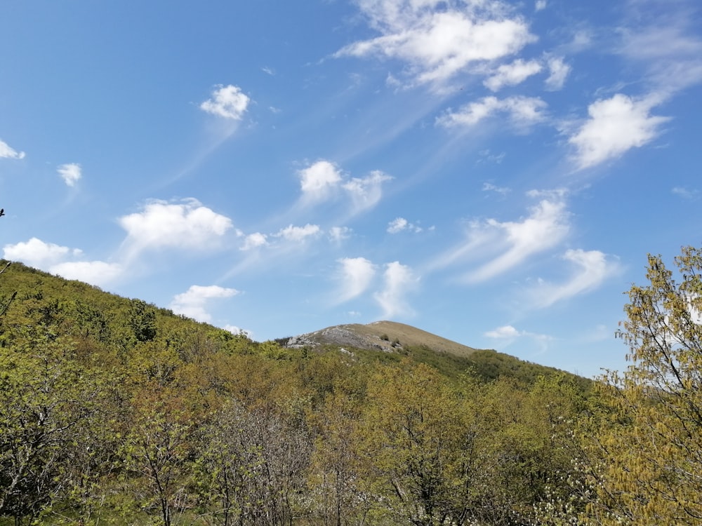 green trees on mountain under blue sky during daytime