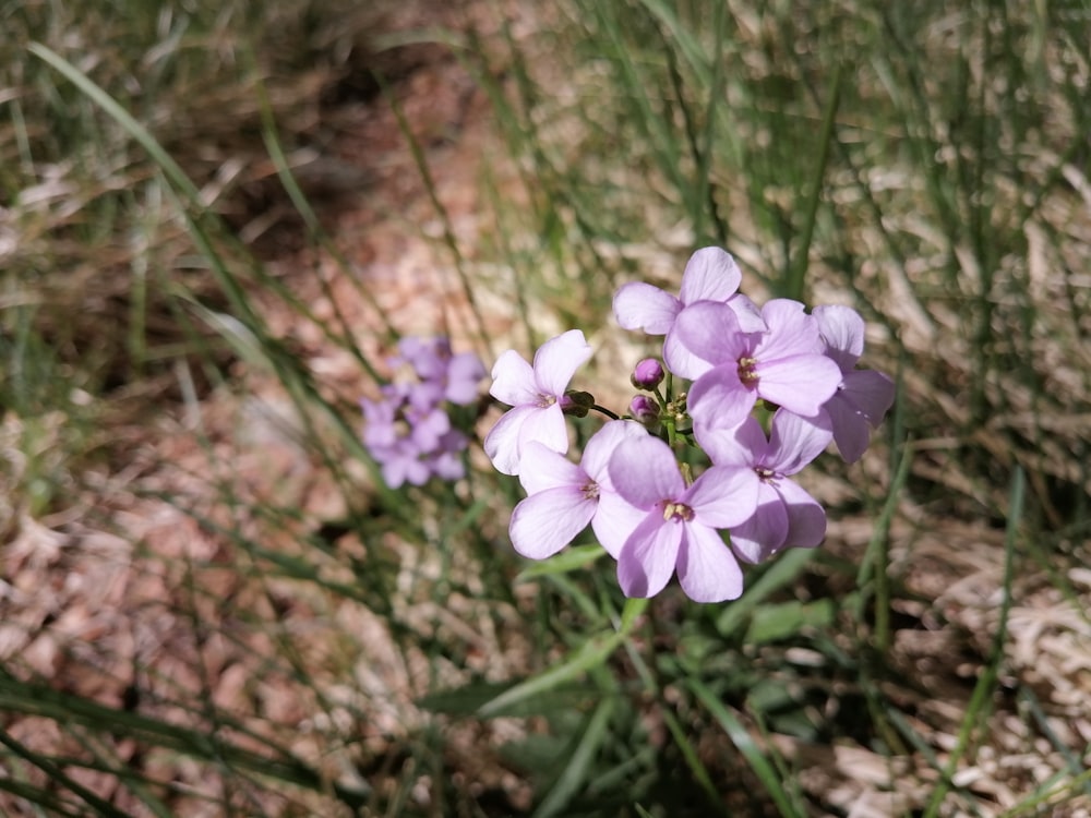 purple flower in tilt shift lens