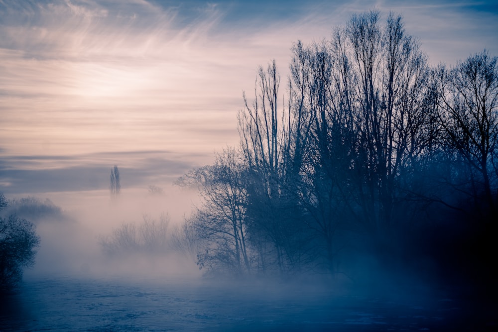 albero senza foglie sotto il cielo nuvoloso durante il giorno