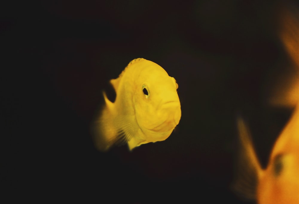 yellow fish in black background