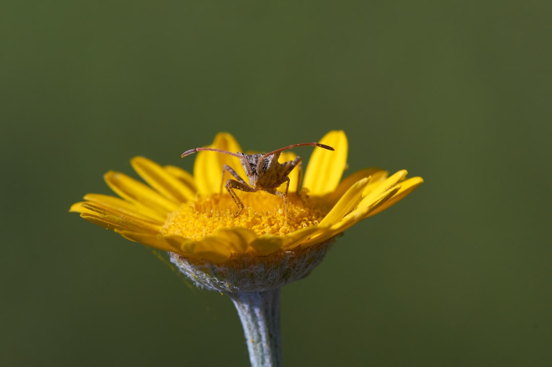 yellow and black butterfly on yellow flower