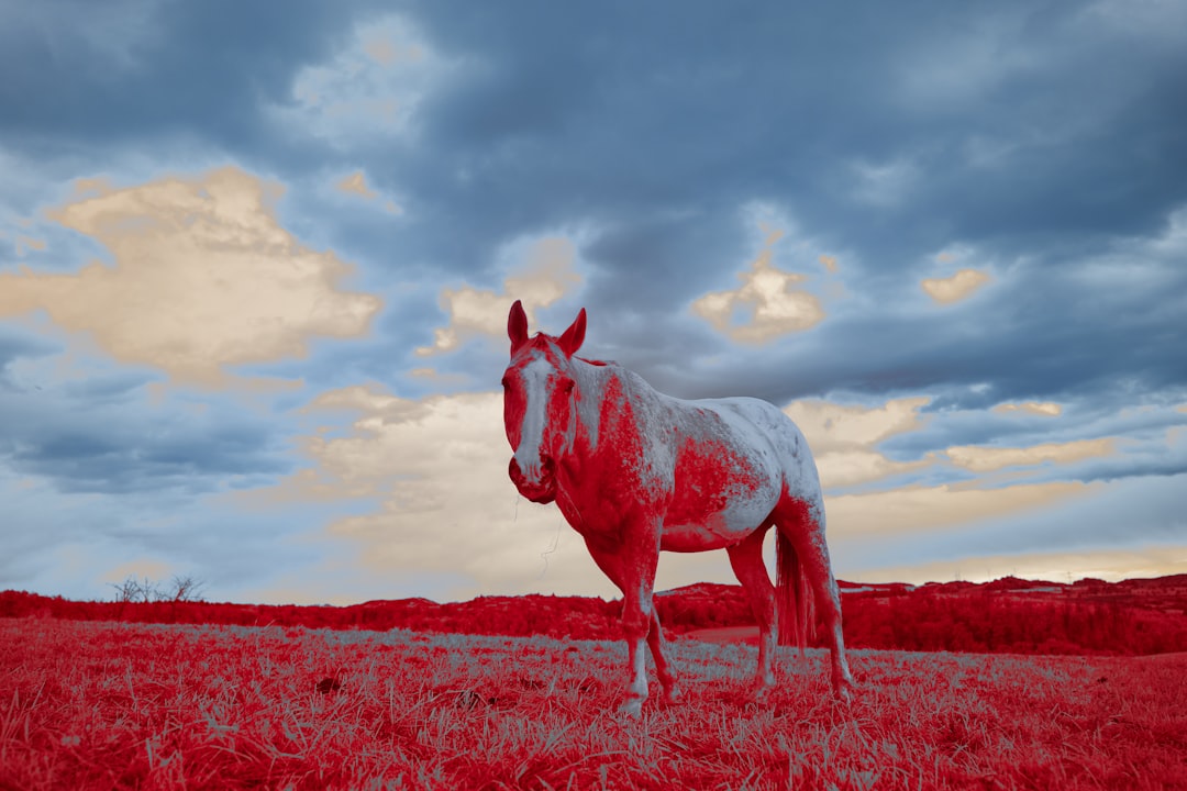 white and brown horse on brown grass field under cloudy sky during daytime