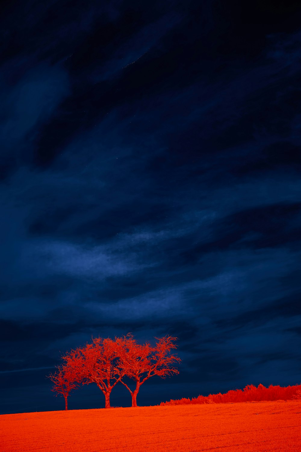 푸른 하늘 아래 붉은 잎 나무