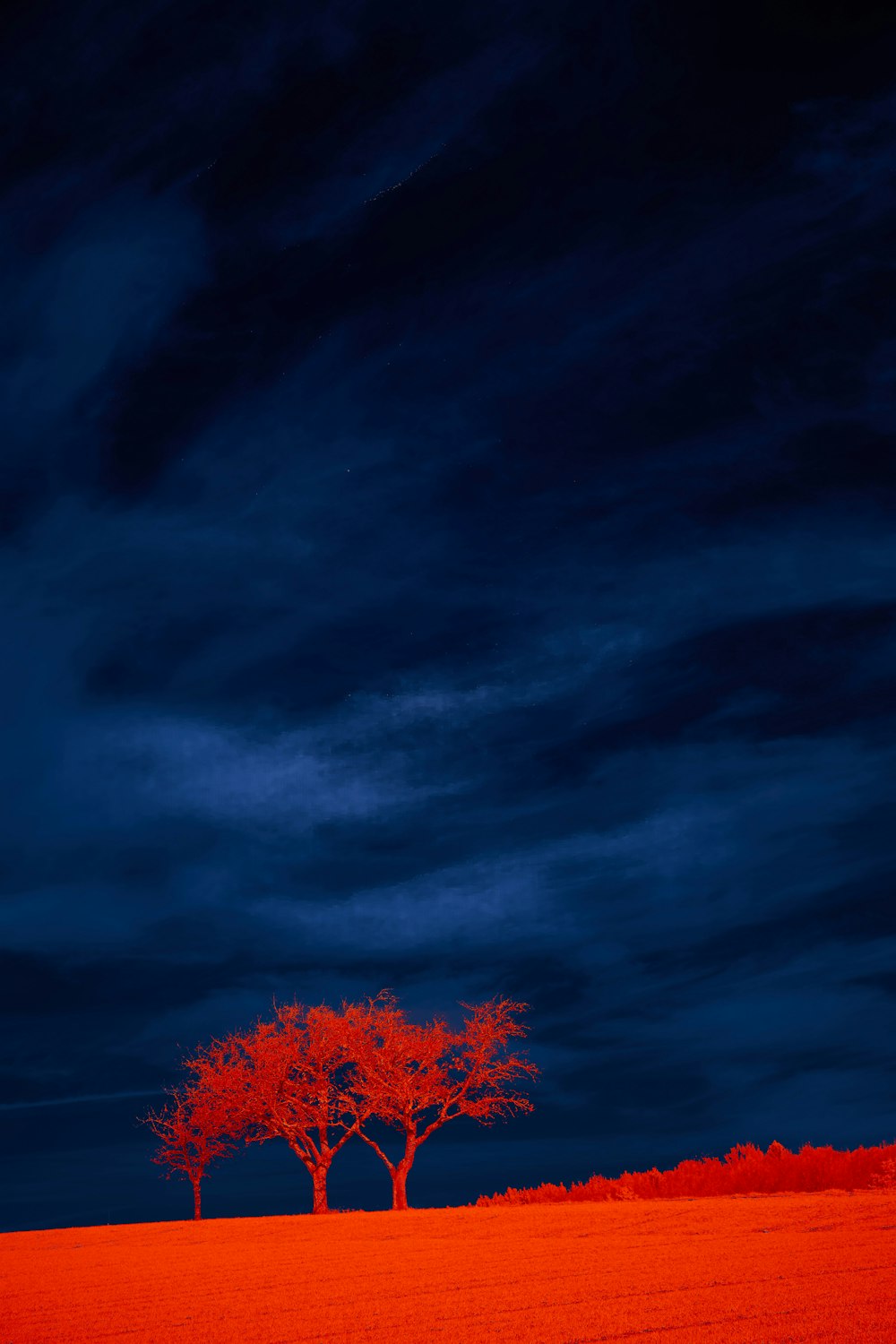 arbre à feuilles rouges sous le ciel bleu