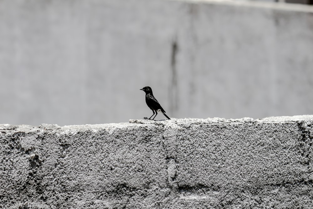 black bird on gray concrete wall during daytime