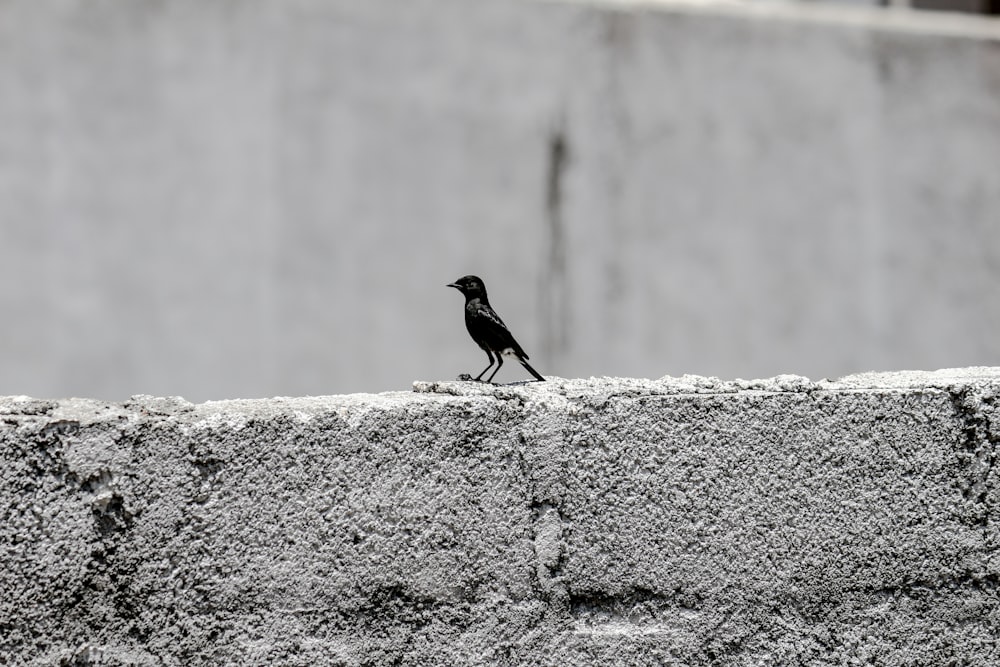 oiseau noir sur mur de béton gris pendant la journée