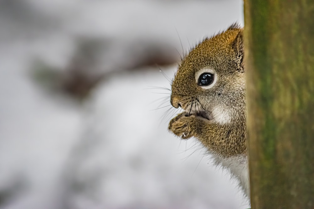 brown and white squirrel on snow covered ground during daytime