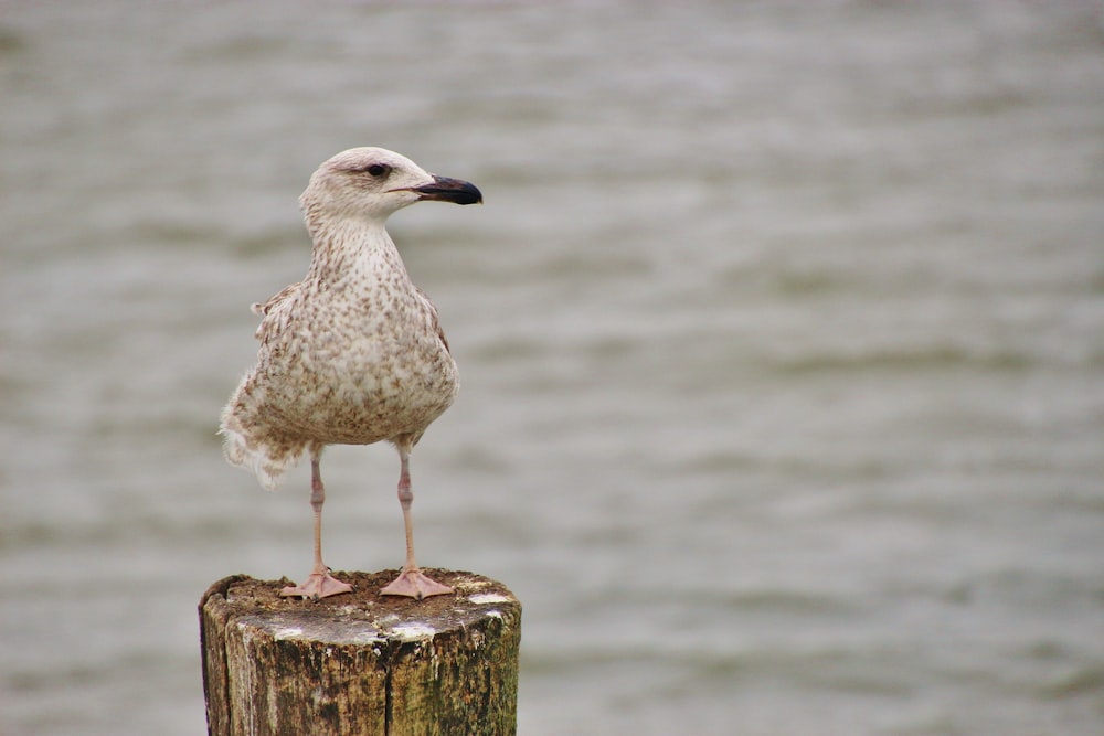 pássaro branco e cinzento no poste de madeira marrom