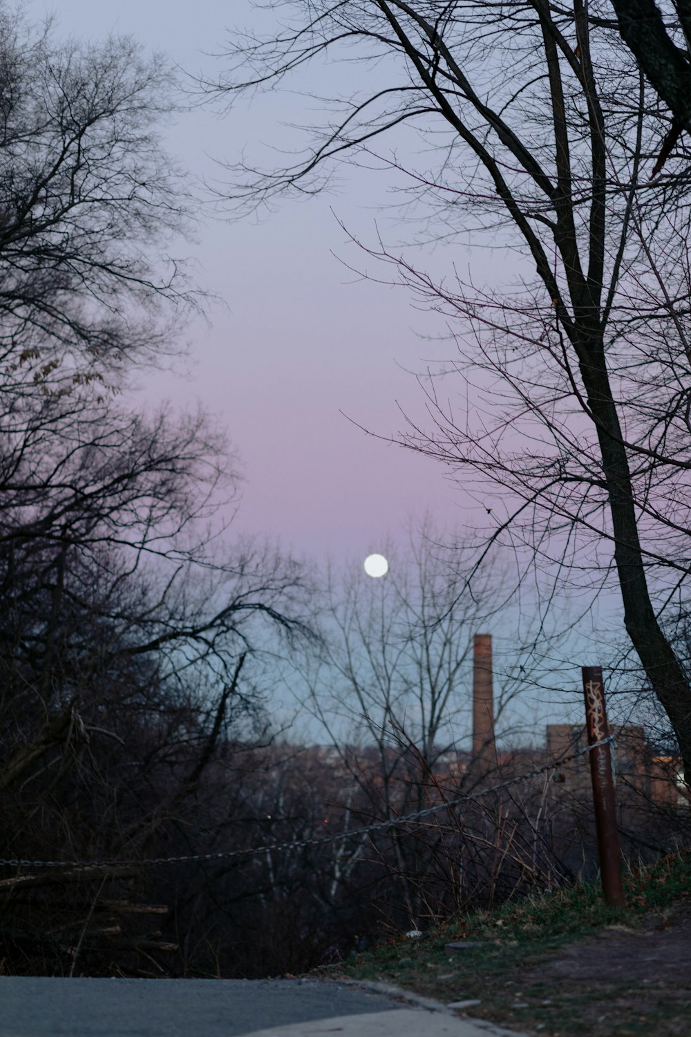 bare trees under white sky during daytime