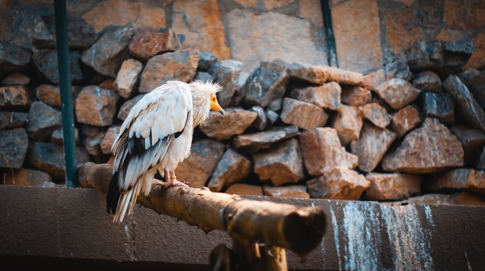 white and black bird on brown wooden stick