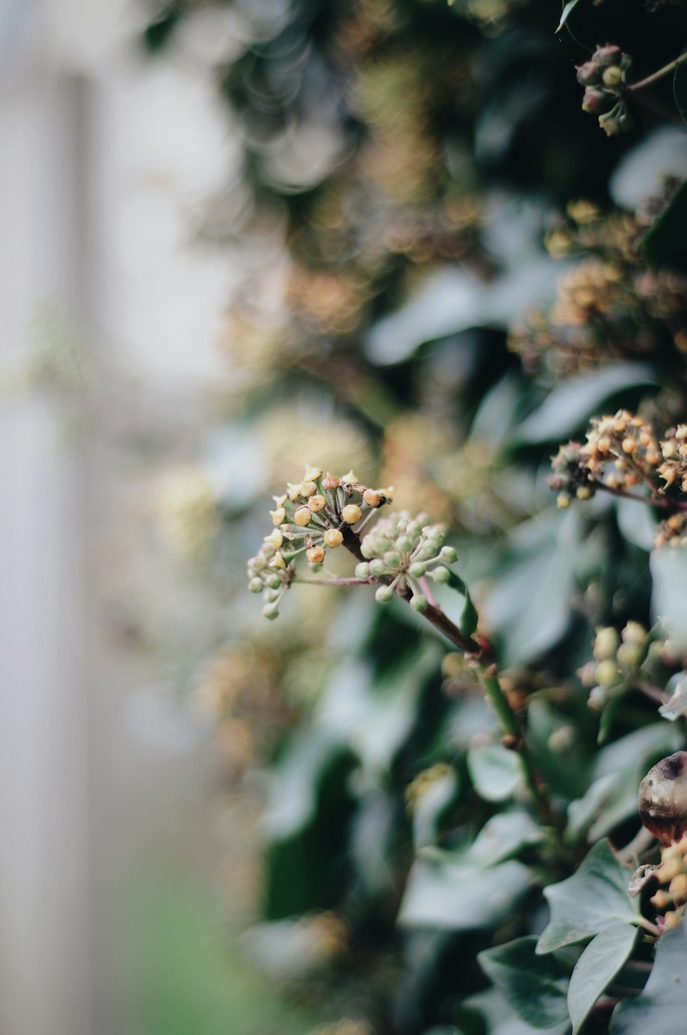 white and green flower in tilt shift lens