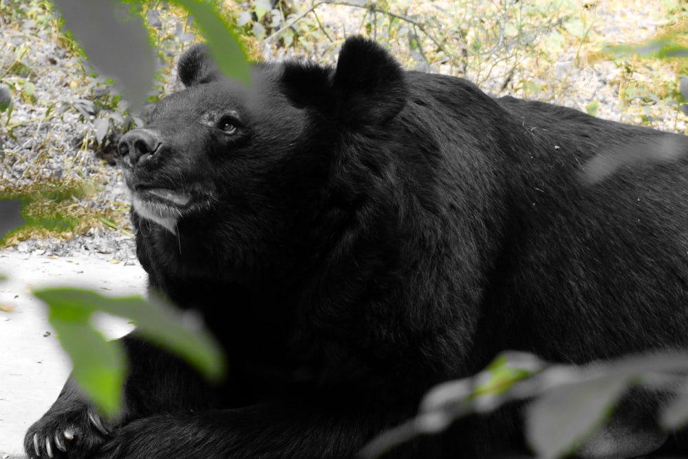 black bear on green grass during daytime