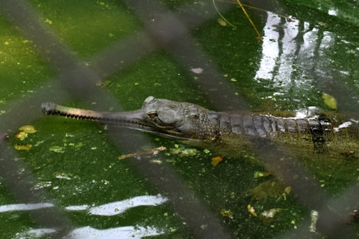 A gharial is partially submerged in a green, algae-covered body of water. Its long, slender snout is visible with its eyes above the waterline. The reptile's rough, textured skin is seen through a metal or wire fence in the foreground, creating a pattern over the image.