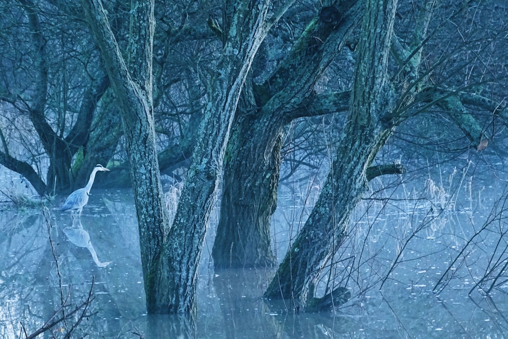 white and black tree on snow covered ground