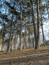 Tall pine trees stand closely together, their trunks stretching upwards towards the sky. The forest floor is covered with dry pine needles, and sunlight filters through the branches creating patches of light and shadow. Green trash bins are visible among the trees, adding a human element to the natural setting.