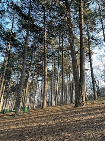 Tall pine trees stand closely together, their trunks stretching upwards towards the sky. The forest floor is covered with dry pine needles, and sunlight filters through the branches creating patches of light and shadow. Green trash bins are visible among the trees, adding a human element to the natural setting.